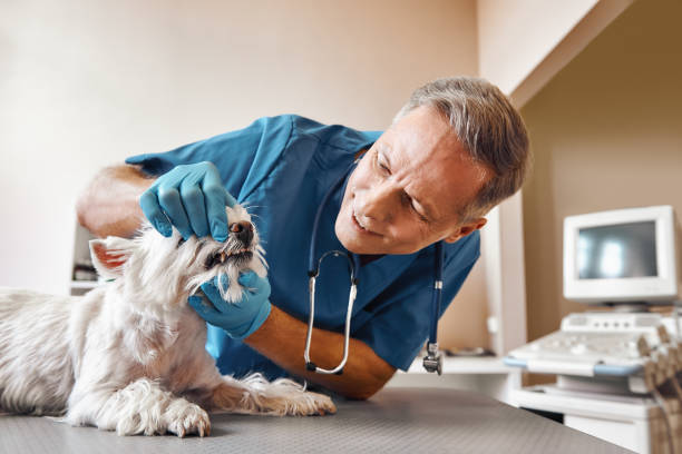 Best Emergency Dental Services Near Me  in Riverbend, WA